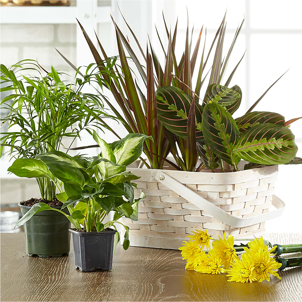 Florist Designed Blooming and Green Plants in a Basket – Edith Vl, Minneapolis MN