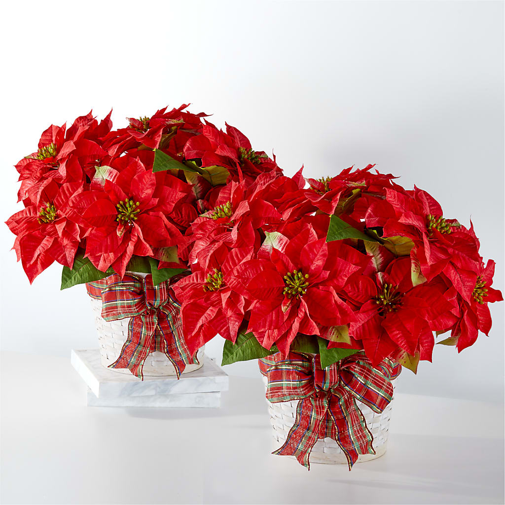 Happiest Holidays Poinsettia Bundle – Edith Vl, Minneapolis MN