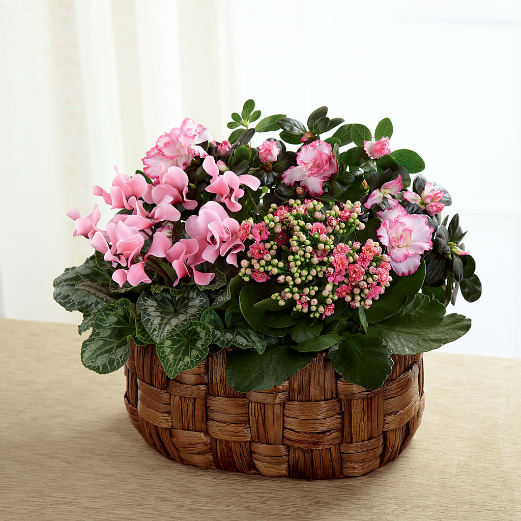 Pink Assortment – Edith Vl, Minneapolis MN