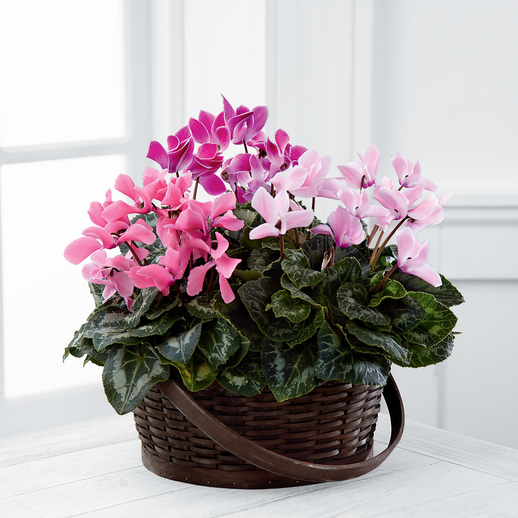 Mixed Cyclamen Planter – Edith Vl, Minneapolis MN