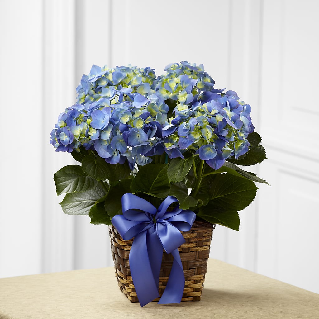 Blue Hydrangea Planter – Edith Vl, Minneapolis MN