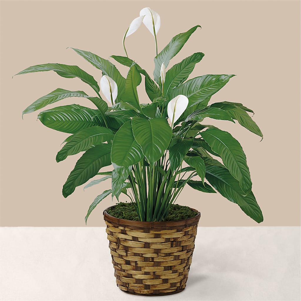 Tranquil Moments Peace Lily Plant – Edith Vl, Minneapolis MN