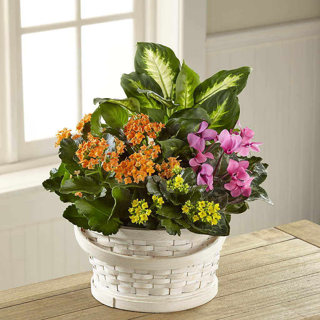 Color Crush Dishgarden – Edith Vl, Minneapolis MN