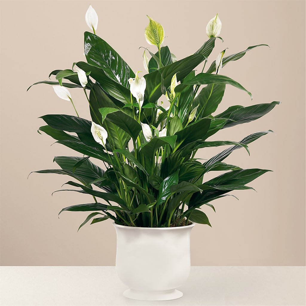 Comfort Planter – Edith Vl, Minneapolis MN