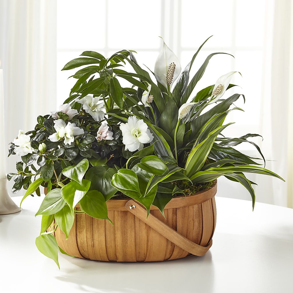 Serene Dishgarden – Edith Vl, Minneapolis MN