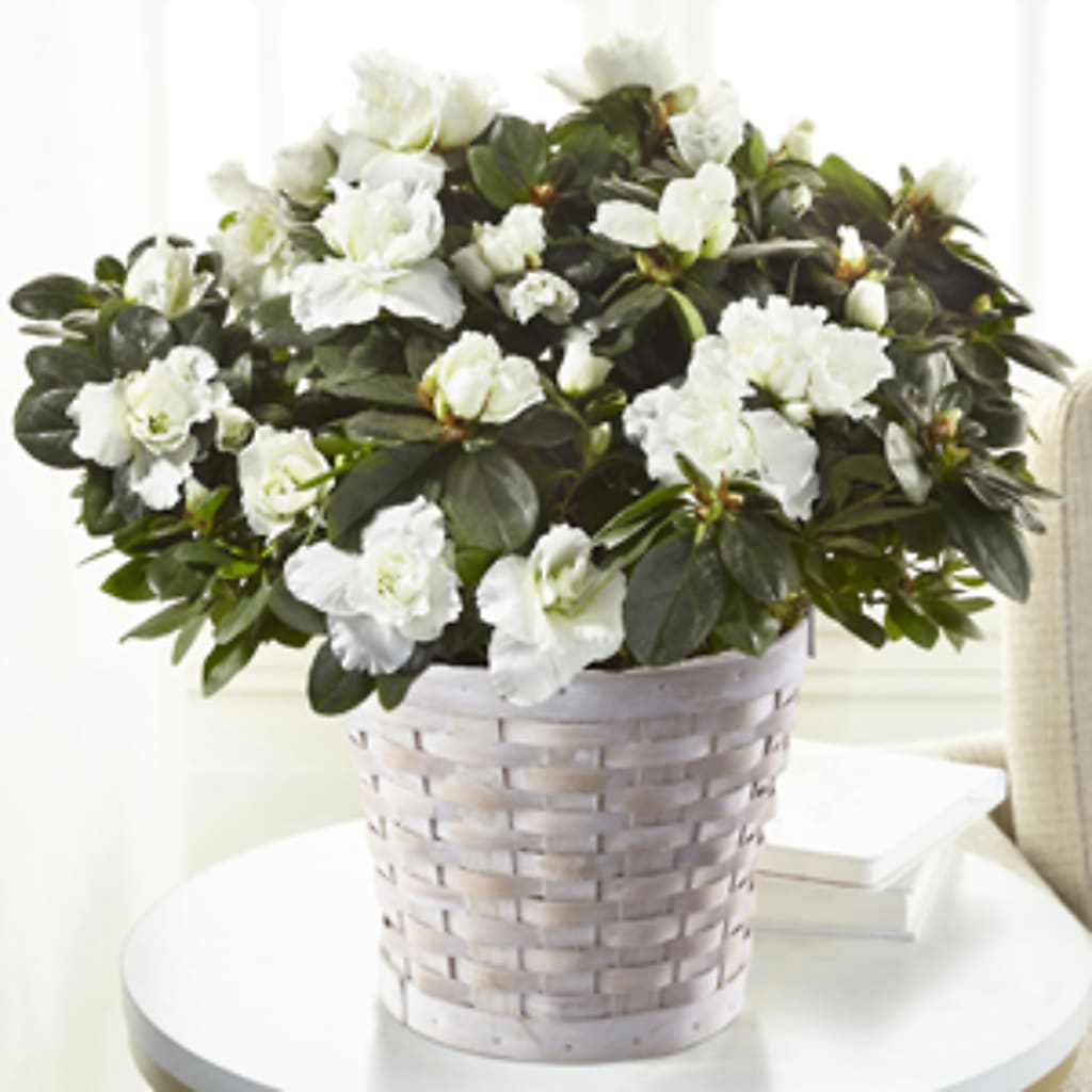 White Azalea Plant – Edith Vl, Minneapolis MN