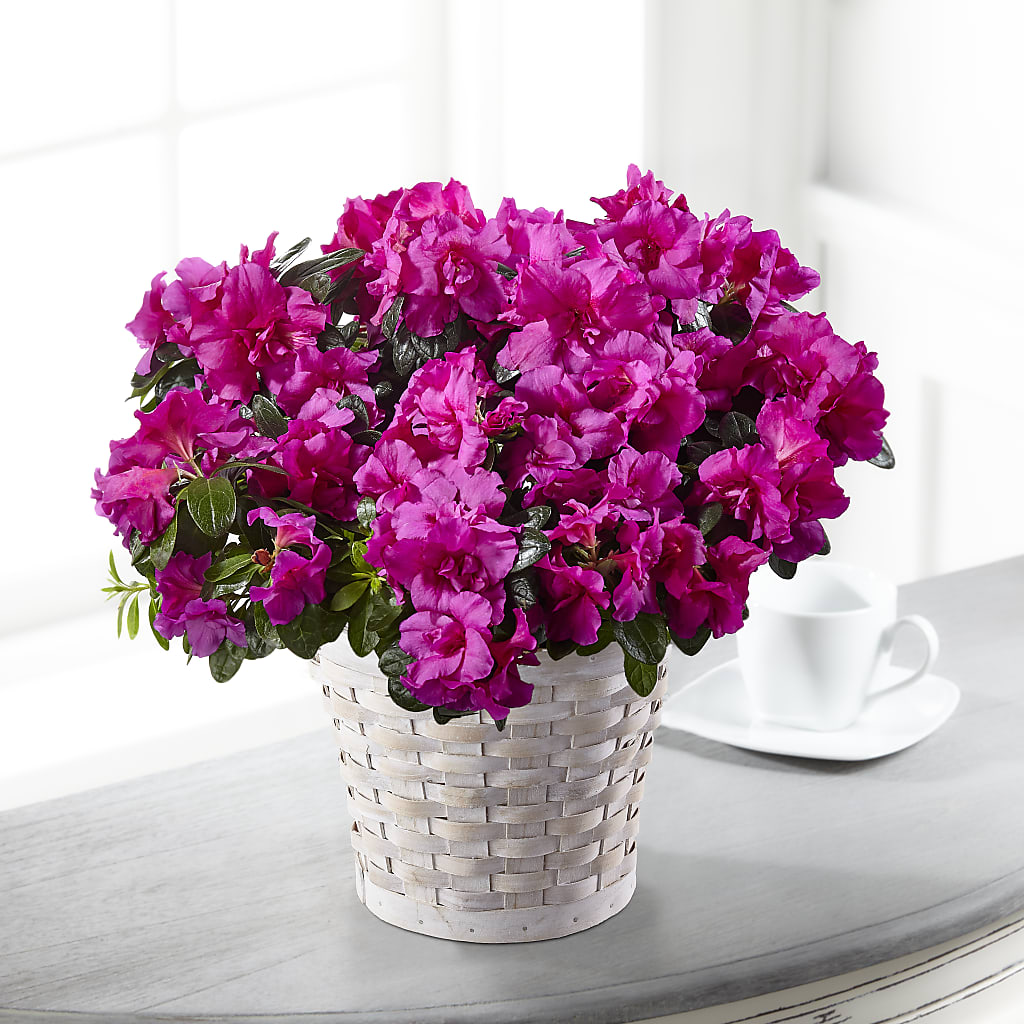 Hope & Serenity Azalea Plant – Edith Vl, Minneapolis MN