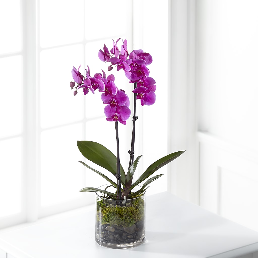 Pink Orchid Plant – Edith Vl, Minneapolis MN