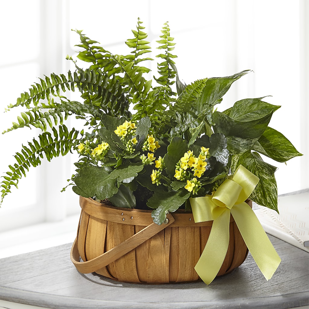 Always Dear Dishgarden – Edith Vl, Minneapolis MN