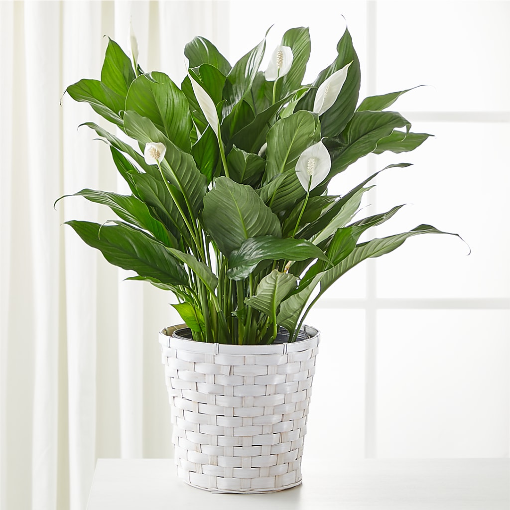A New Leaf Peace Lily – Edith Vl, Minneapolis MN