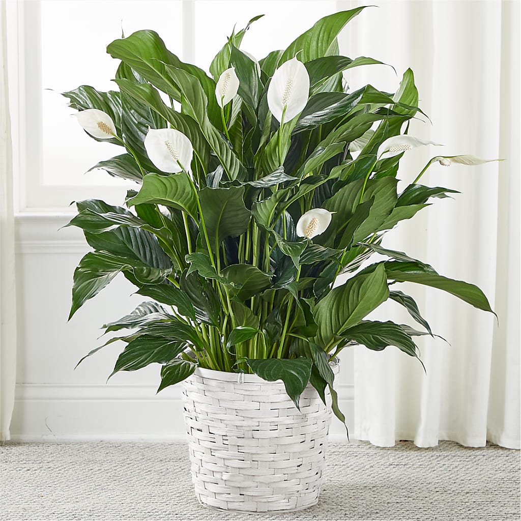 A New Leaf Peace Lily – Edith Vl, Minneapolis MN