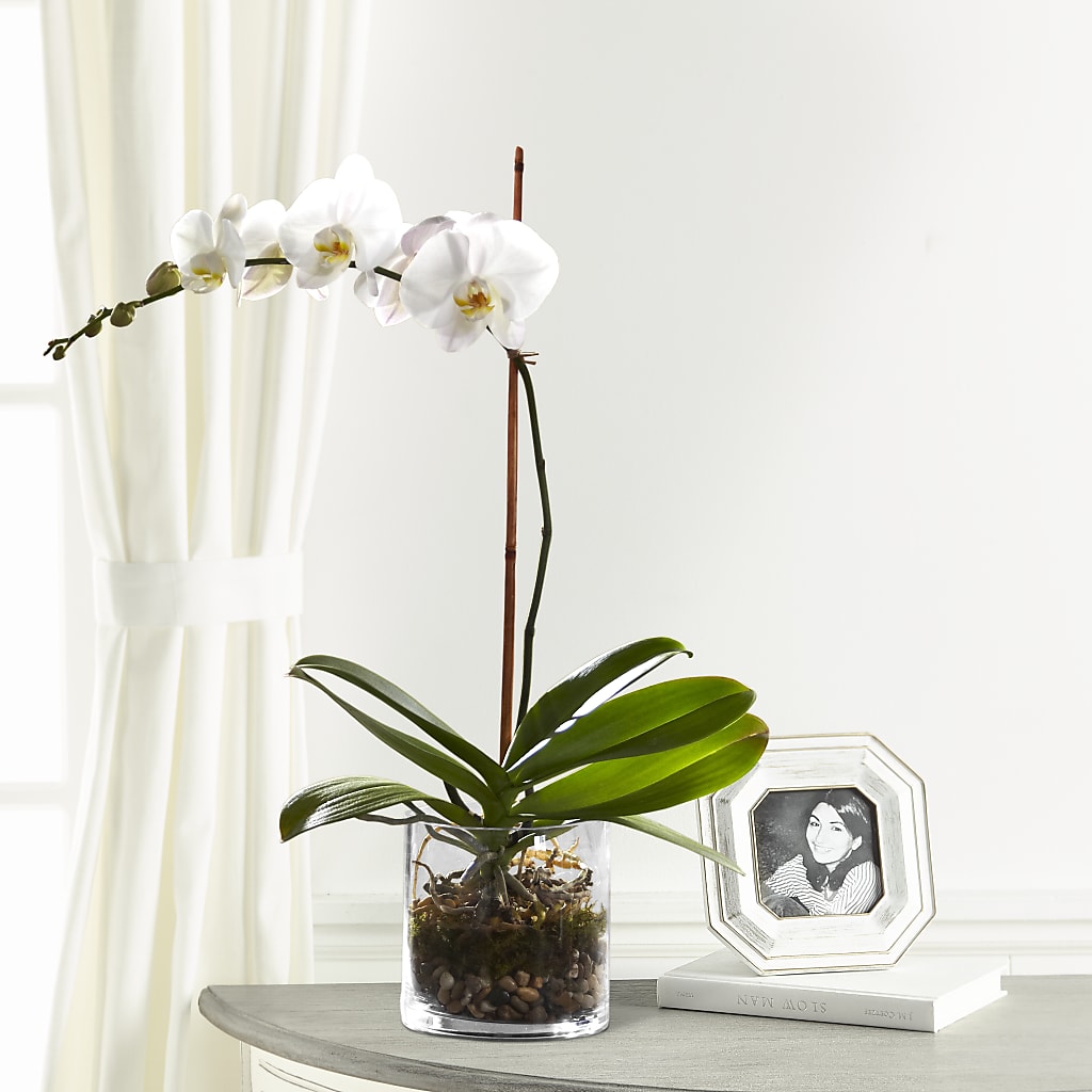 White Orchid Planter – Edith Vl, Minneapolis MN